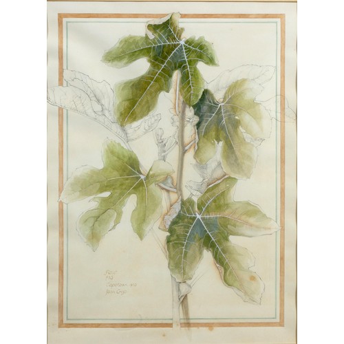 488 - Jean Grose (South African 20th Century) FICUS FIG and CITRUS LEMON, two in the lot