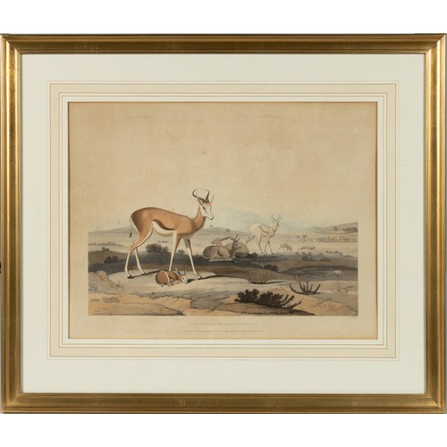 76 - SAMUEL DANIELL, THE SPRINGBOK, OR LEAPING ANTELOPE, COLOUR AQUATINT