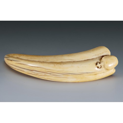 204 - A WARTHOG TUSK WITH A SMALL CARVING, SOUTHEAST AFRICA