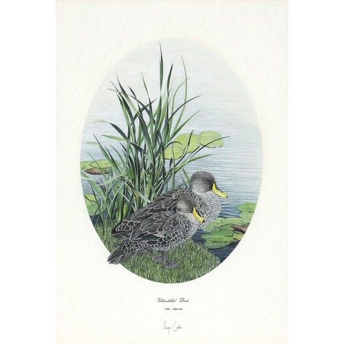 436 - Jacqui Castle (**** 20th Century) YELLOWBILLED DUCK