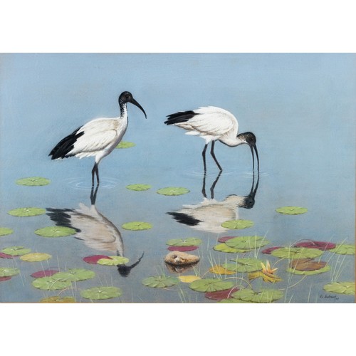 434 - Vic (Victor) Andrews (South African 1922 - 2014) SACRED IBIS