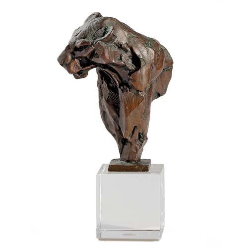 335 - Dylan Lewis (South African 1964 - ) LEOPARD BUST VIII MAQUETTE