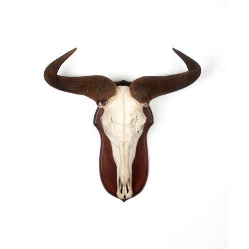 99 - A MOUNTED WILDEBEEST SKULL