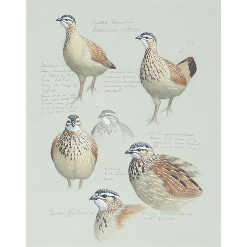 Simon Barlow (South African/Zimbabwean 1965 - ) CRESTED FRANCOLIN ...