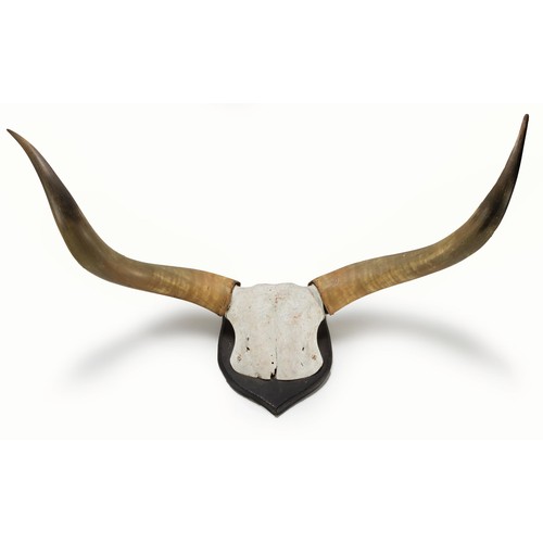 224 - A PAIR OF ANKOLE CATTLE HORNS