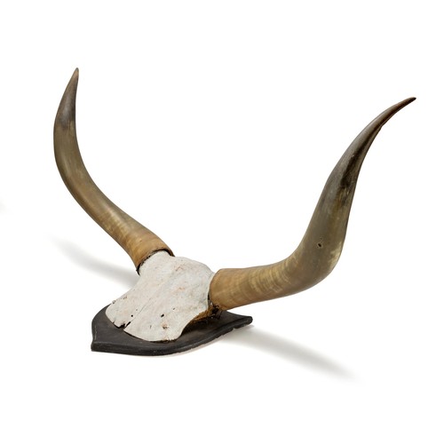 224 - A PAIR OF ANKOLE CATTLE HORNS