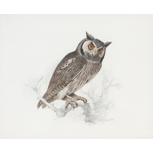 530 - Arthur Howard Barrett (South African 1916 - ****) WHITE-FACED OWL