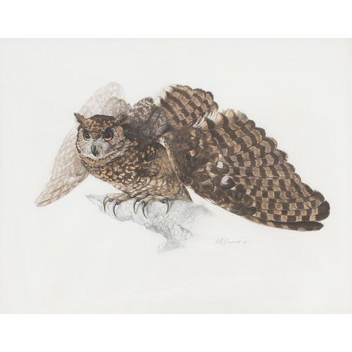 531 - Arthur Howard Barrett (South African 1916 - ****) GREAT HORNED OWL