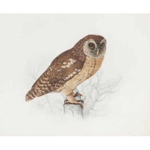 534 - Arthur Howard Barrett (South African 1916 - ****) PEARL-SPOTTED OWLET