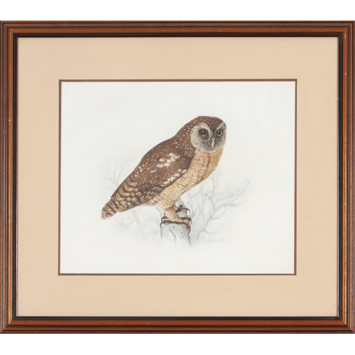 534 - Arthur Howard Barrett (South African 1916 - ****) PEARL-SPOTTED OWLET