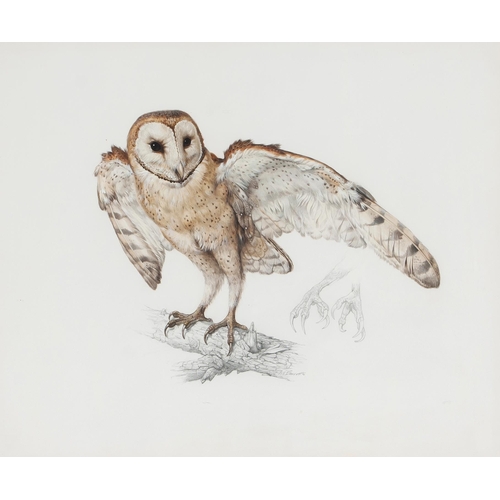 532 - Arthur Howard Barrett (South African 1916 - ****) BARN OWL