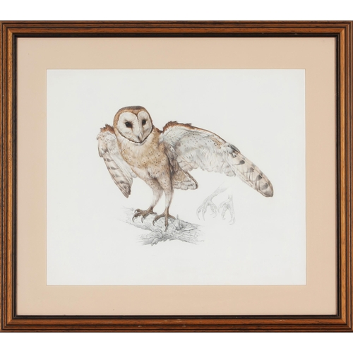 532 - Arthur Howard Barrett (South African 1916 - ****) BARN OWL