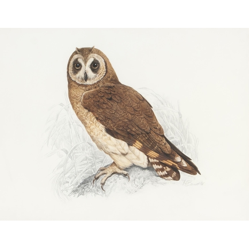 533 - Arthur Howard Barrett (South African 1916 - ****) MARSH OWL