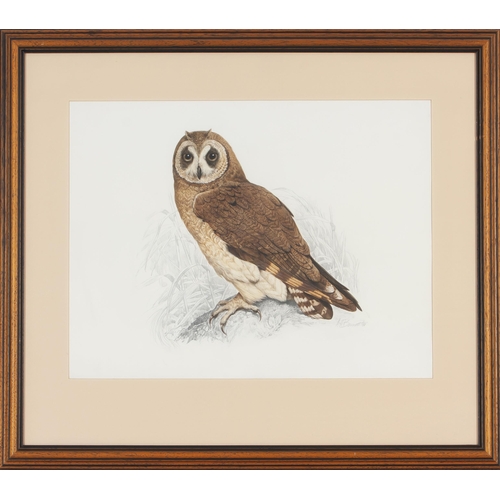 533 - Arthur Howard Barrett (South African 1916 - ****) MARSH OWL