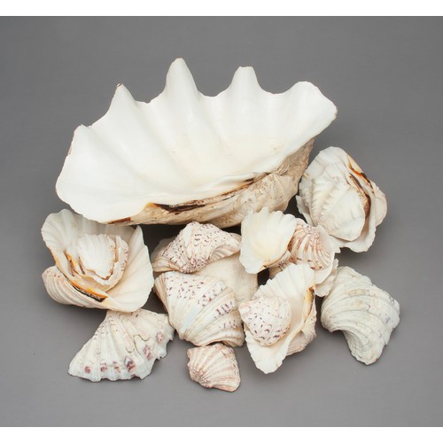 733 - A LARGE GROUP OF DECORATIVE CLAM SHELLS