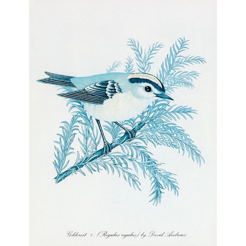 536 - After David Andrews (*** 20th Century) BLUE TITMOUSE and GOLDCREST, two in the lot