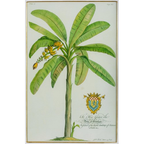 107 - After Georg Dionysius EhretTwo Botanical Prints