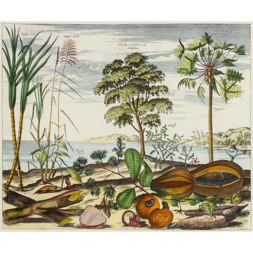 102 - After Johan NieuhofTwo prints of tropical fruits