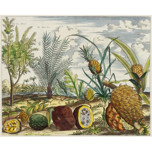 102 - After Johan NieuhofTwo prints of tropical fruits