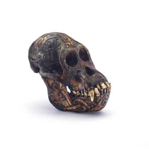 965 - AN ORANGUTAN SKULL, KALIMANTAN, BORNEO