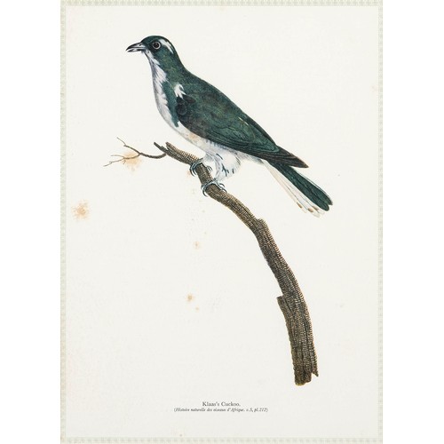 34 - A NARINA TROGON AND A KLAAS'S CUCKOO