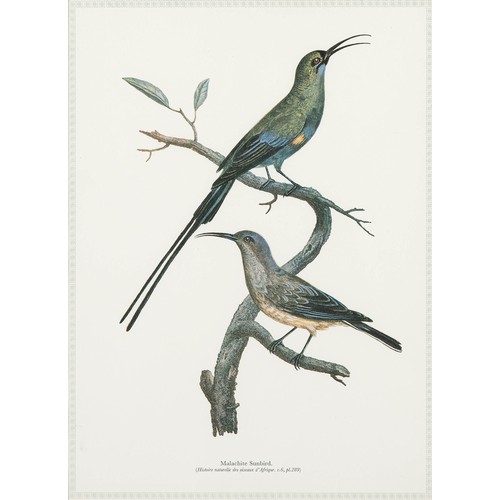 33 - A LAUGHING DOVE AND A MALACHITE SUNBIRD