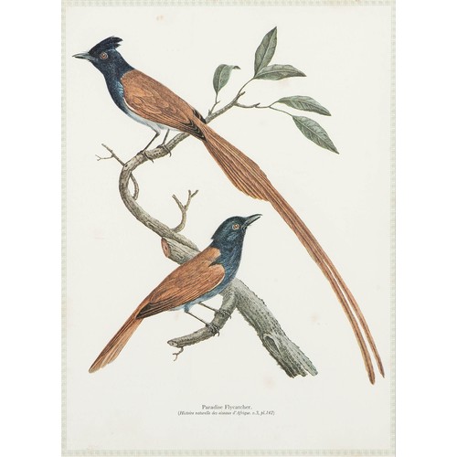 34 - A NARINA TROGON AND A KLAAS'S CUCKOO