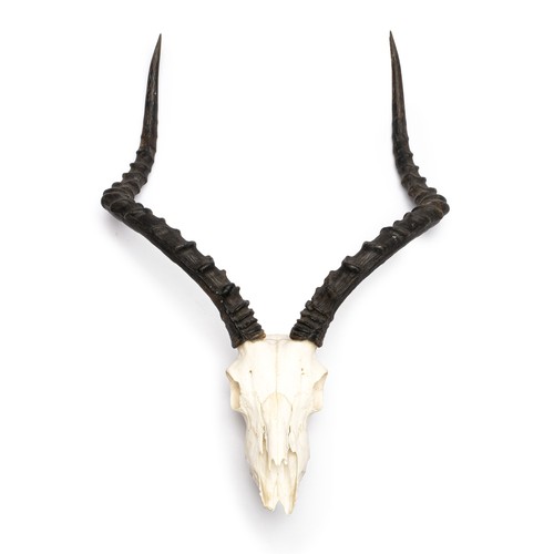 132 - AN AFRICAN IMPALA SKULL
