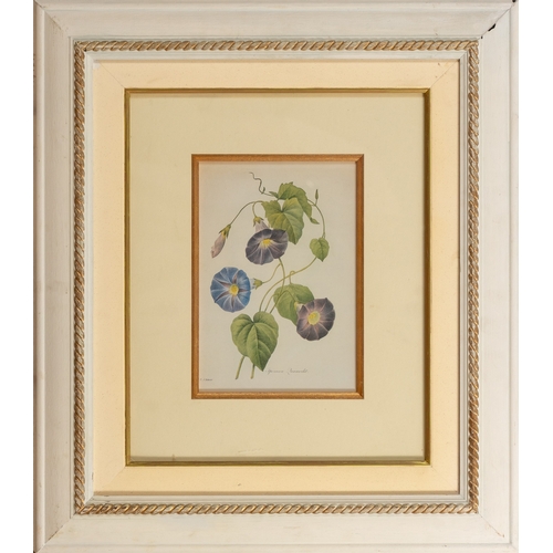 11 - FRAMED BOTANICAL PRINT OF THE PLANT IPOMOEA TRICOLOR, SIGNED, LDQUO J. PASS