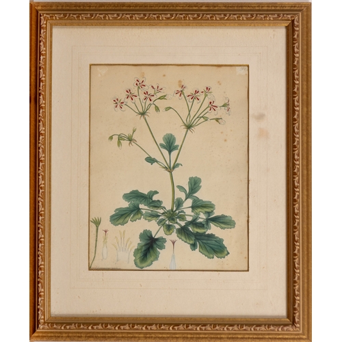 10 - PRINT OF GERANIUM PICTUM
