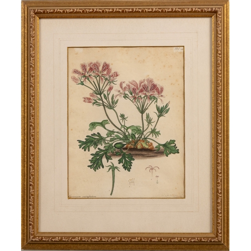 12 - PRINT OF GERANIUM INCRASSATUM