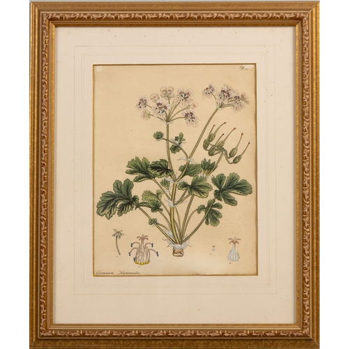 13 - PRINT OF GERANIUM HYMENOIDES