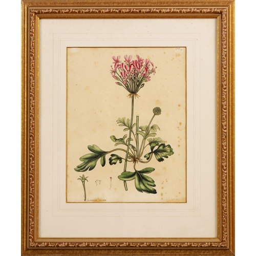2 - PRINT OF GERANIUM ROSEUM