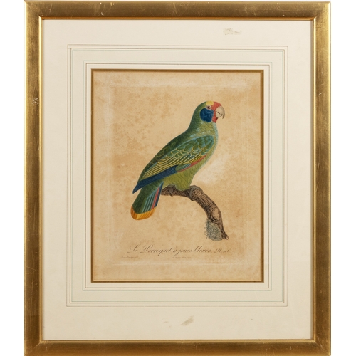 17 - FRAMED PRINT OF THE BLUE-CHEEKED PARROT (“Le Perroquet à joues bleues. M. n.e”)