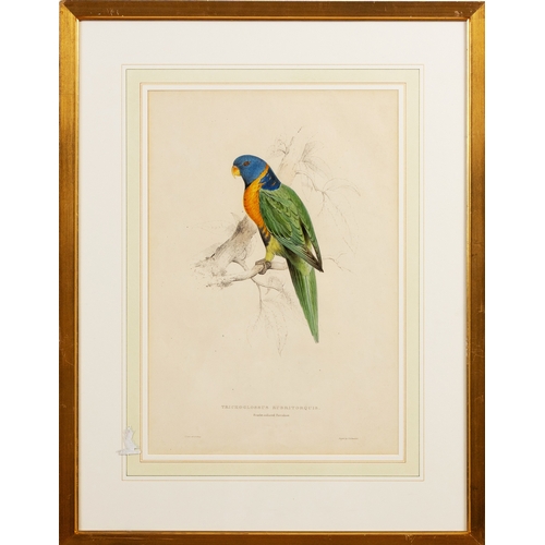 18 - FRAMED PRINT OF THE BIRD TRICHOGLOSSUS (