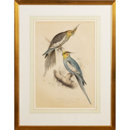 19 - FRAMED PRINT OF PALLORNIS NOVA-HOLLAND, THE NEW HOLLAND PARAKEET