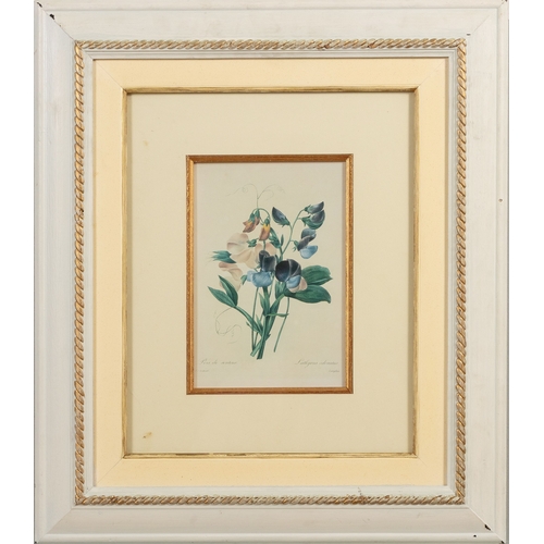 20 - FRAMED BOTANICAL ILLUSTRATION OF SWEET PEAS (lathyrus odoratus pois de senteur & rdquo)