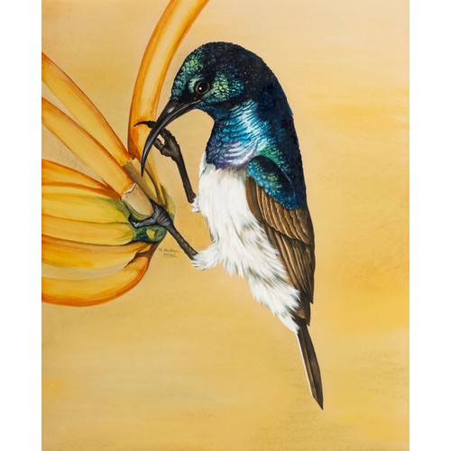 34 - Rose Buric (South African 20th Century) WHITE FRONTED SUNBIRD