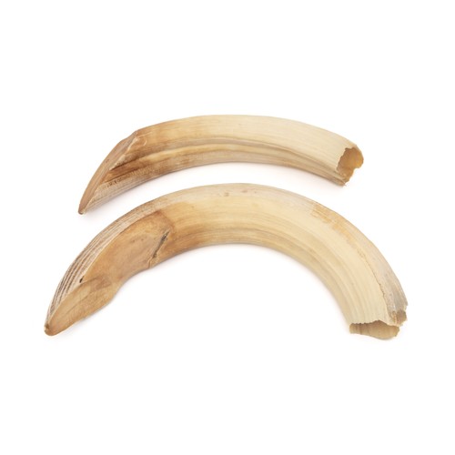 41 - A PAIR OF HIPPOPOTAMUS TUSKS