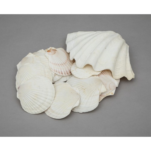 52 - THIRTEEN CLAM SHELLS
