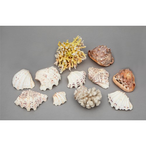 53 - VARIOUS SEASHELLS AND DECORATIVE CORAL
