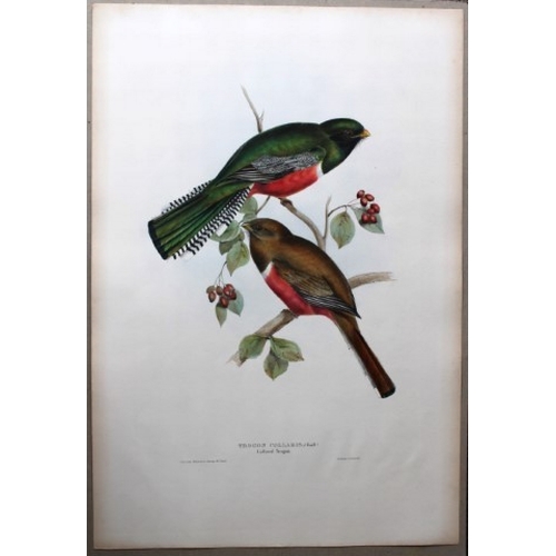 8001 - John Gould - Original lithograph of Collared Trogon 1835.

This original lithograph of the Collared ... 