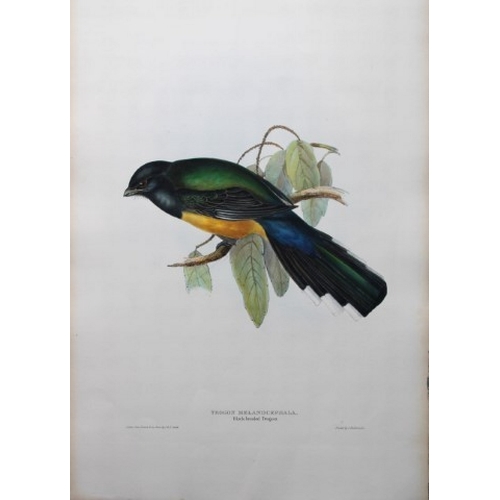 8002 - John Gould - Original lithograph of Black-headed Trogon 1835.

This original lithograph of the Black... 