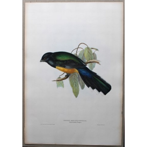 8002 - John Gould - Original lithograph of Black-headed Trogon 1835.

This original lithograph of the Black... 