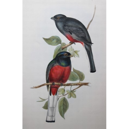 8003 - John Gould - Original lithograph of Surucua Trogon 1835.

This original lithograph of the Surucua Tr... 