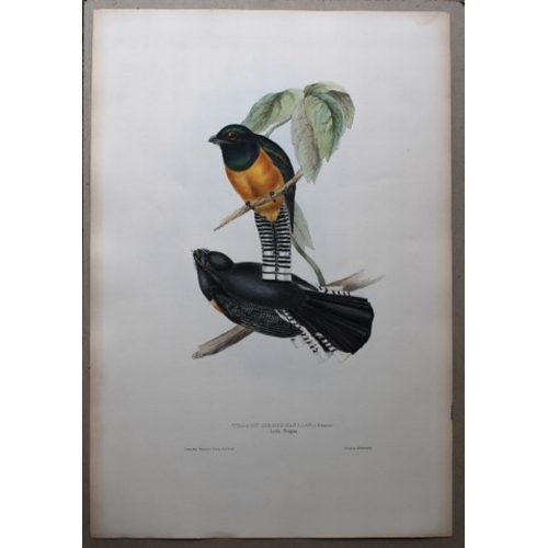 8004 - John Gould - Original lithograph of Little Trogon 1835.

This original lithograph of the Little Trog... 