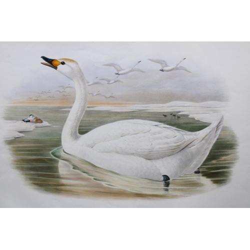 8005 - John Gould - Original lithograph of Bewick's Swan 1862-73.

This original lithograph of Bewick's Swa... 