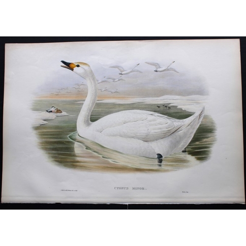 8005 - John Gould - Original lithograph of Bewick's Swan 1862-73.

This original lithograph of Bewick's Swa... 