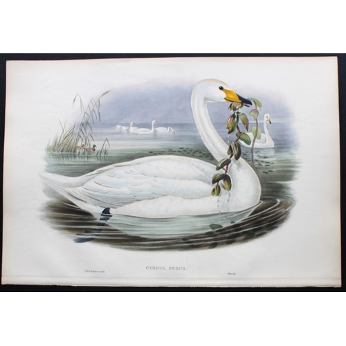 8006 - John Gould - Original lithograph of Whooper Swan 1862-73.

This original lithograph of the Wild Swan... 