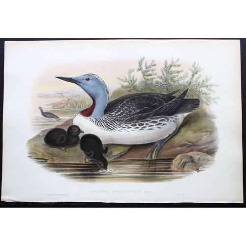 8007 - John Gould - Original lithograph of Red-throated Diver 1862-73.

This original lithograph of the Red... 